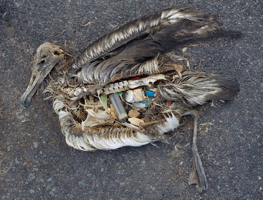 An albatross that ingested multiple pieces of plastic. 