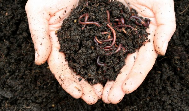 Composting blog pic 2 (worms)