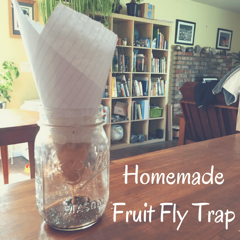 Ball_Homemade Fruit Fly Trap